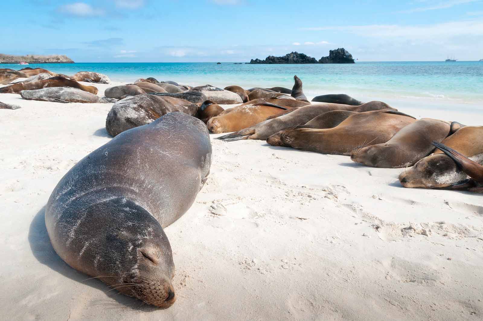 Leones Marinos de Galápagos