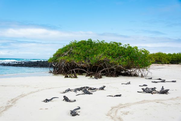 Marine Iguanas on Beach