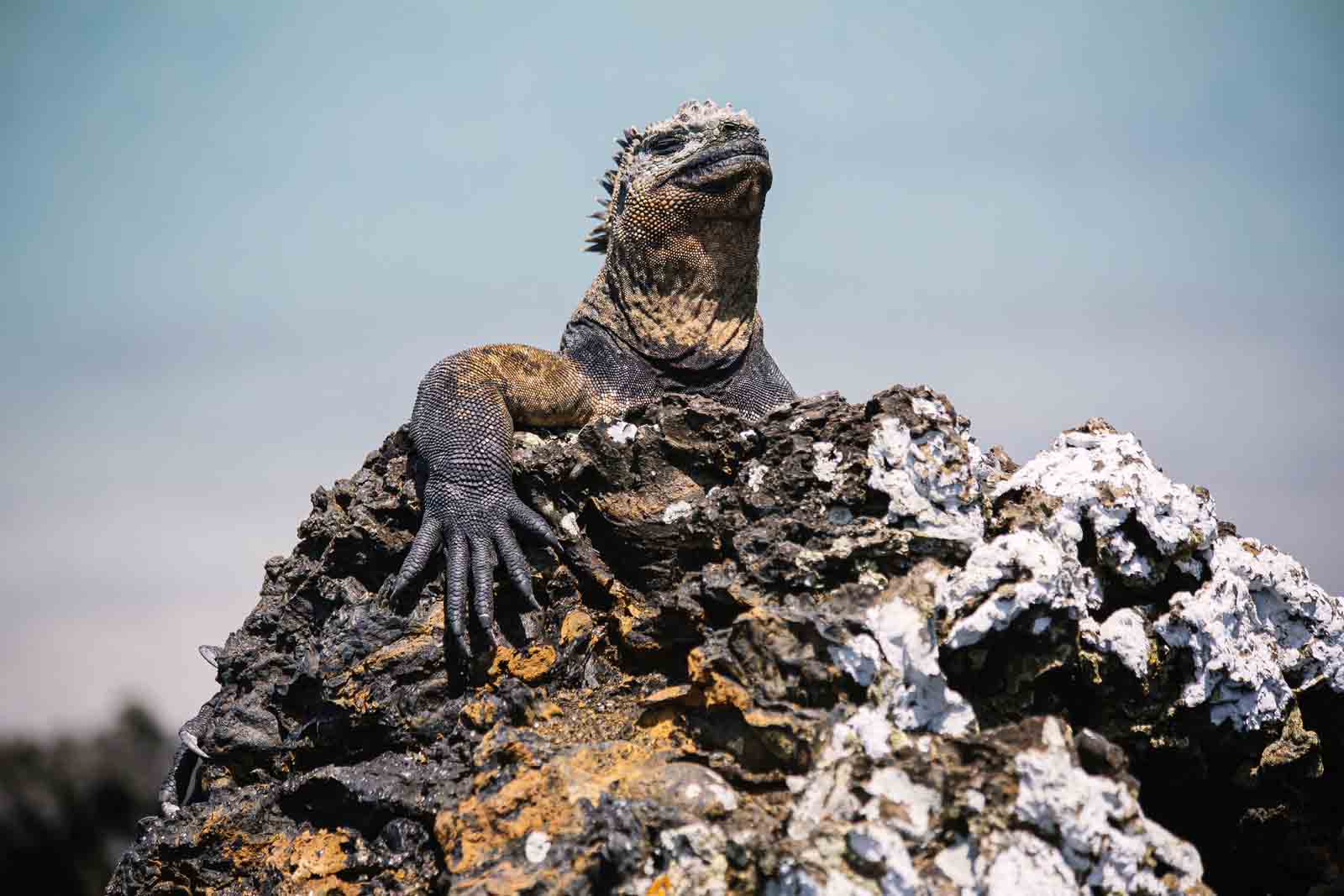 Marine Iguana | Galapagos Islands