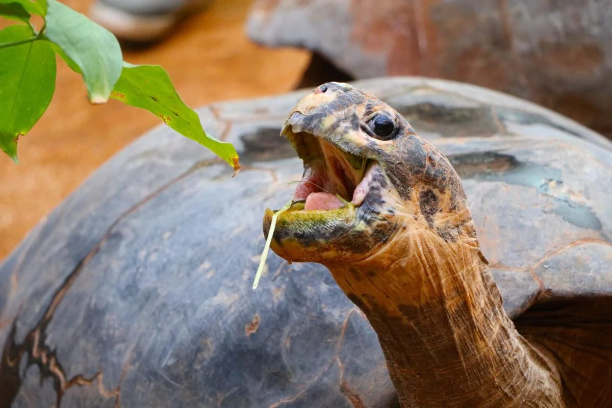 Max | Giant Tortoises | OKC Zoo | Oklahoma | United States of America