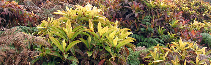 Miconia Zona | Ilhas Galápagos