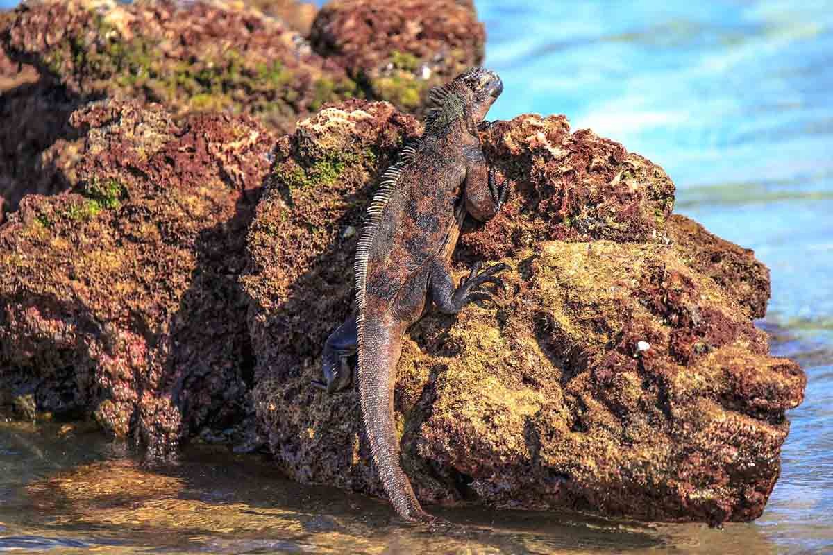Iguana marinha | Ilha Mosquera | Ilhas Galápagos