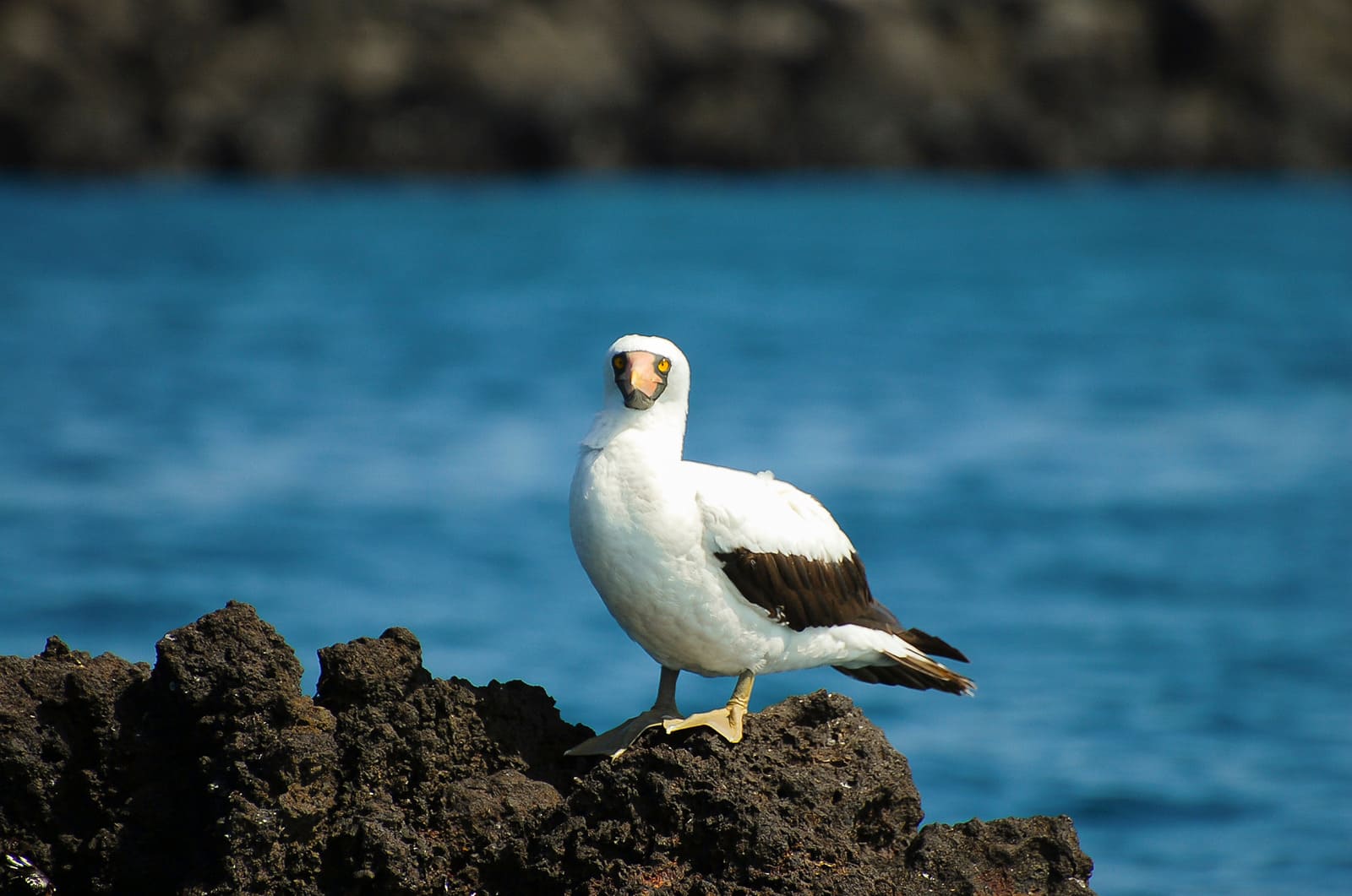Peito de nazca | Ilha Genovesa | Ilhas Galápagos
