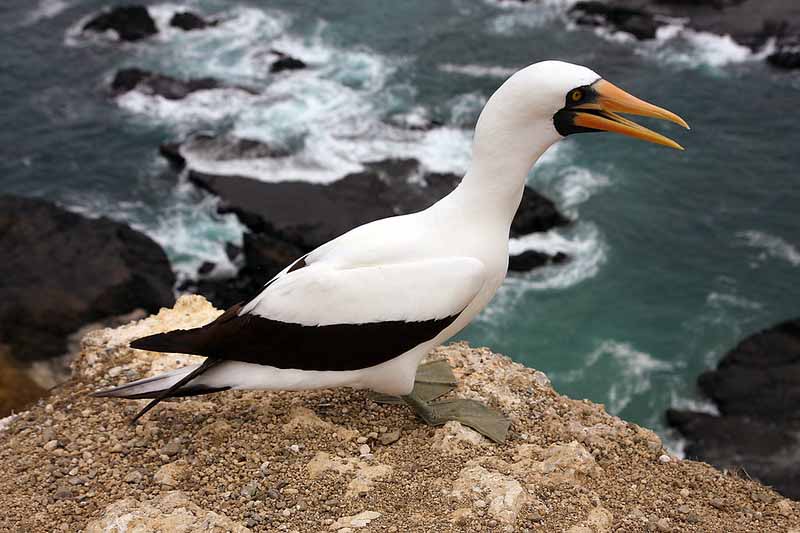 Nazca boobies | Galapagos 