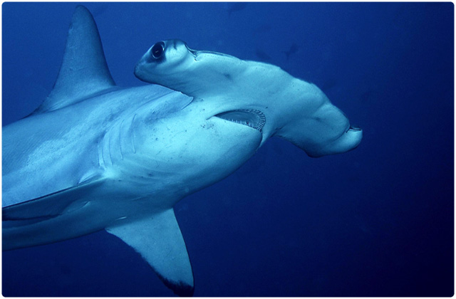 Hammerhead shark | Seymour Island