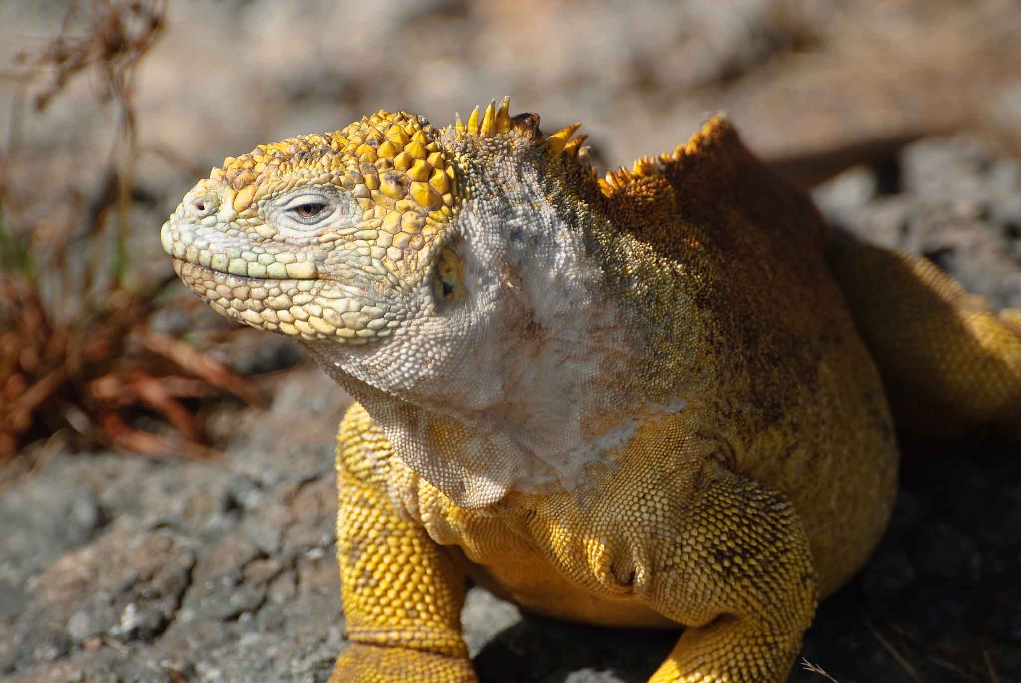 Galapagos Land iguana