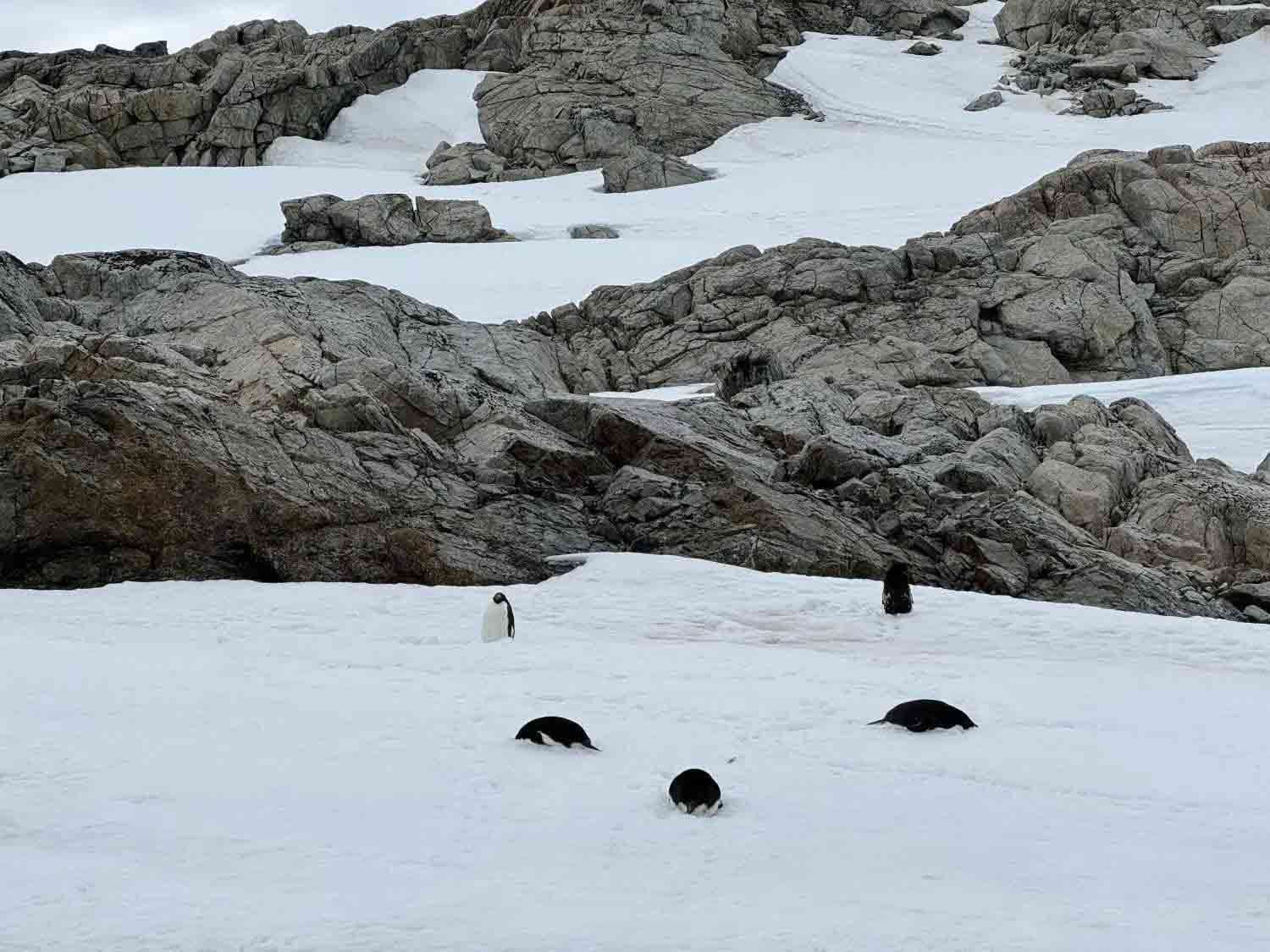 Penguins | Horseshoe Island | Antarctica.