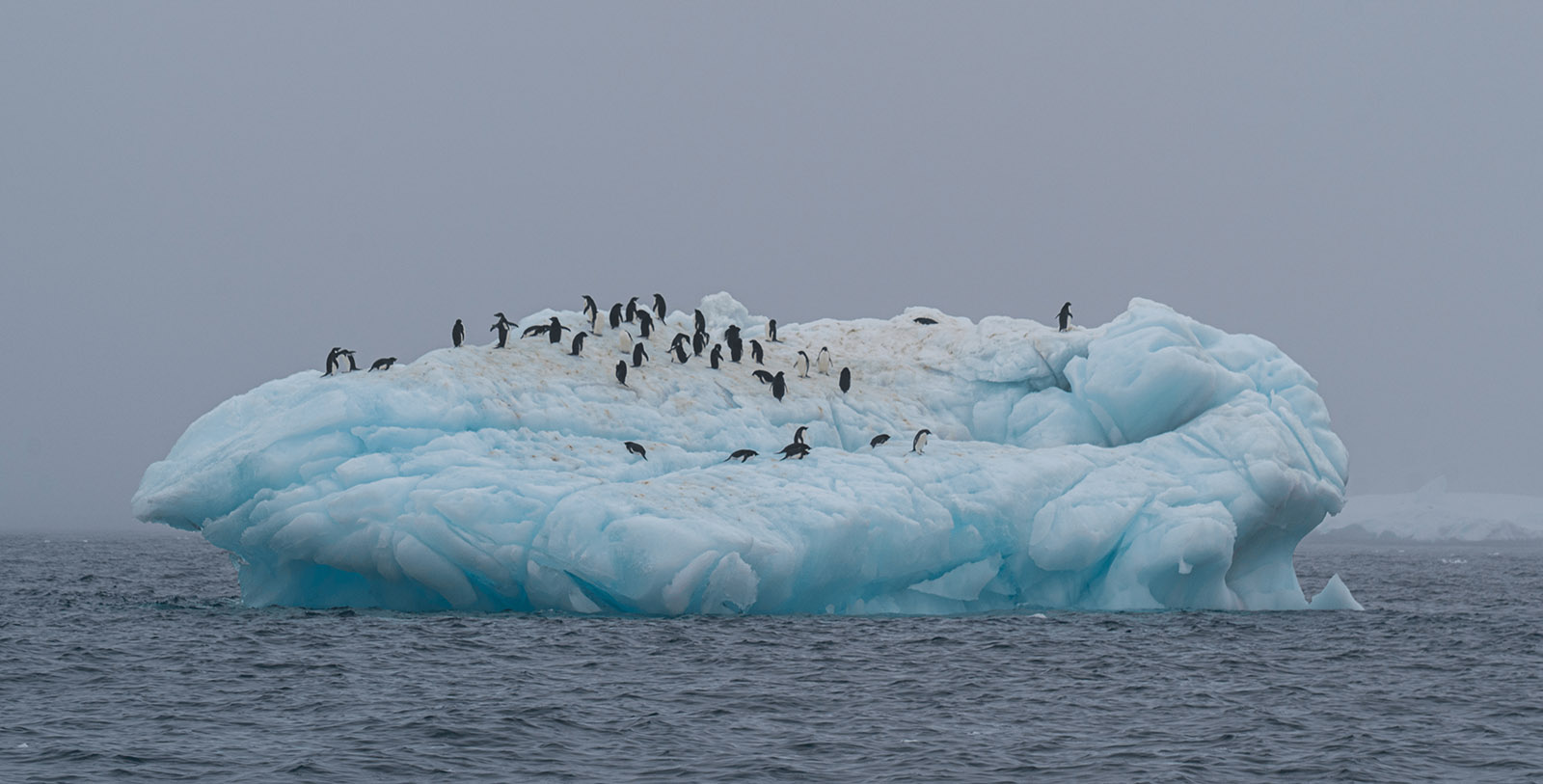 Penguins rest on sea ice | Antarctica