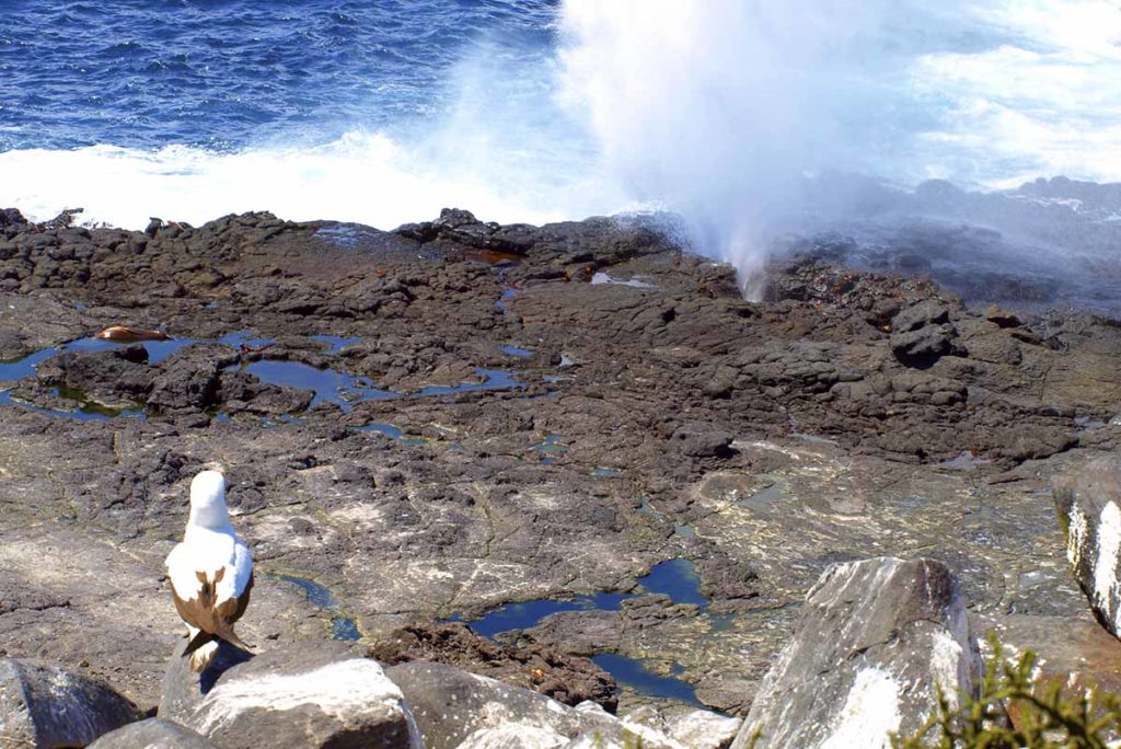 Punta Suarez | Ilha Española | Ilhas Galápagos