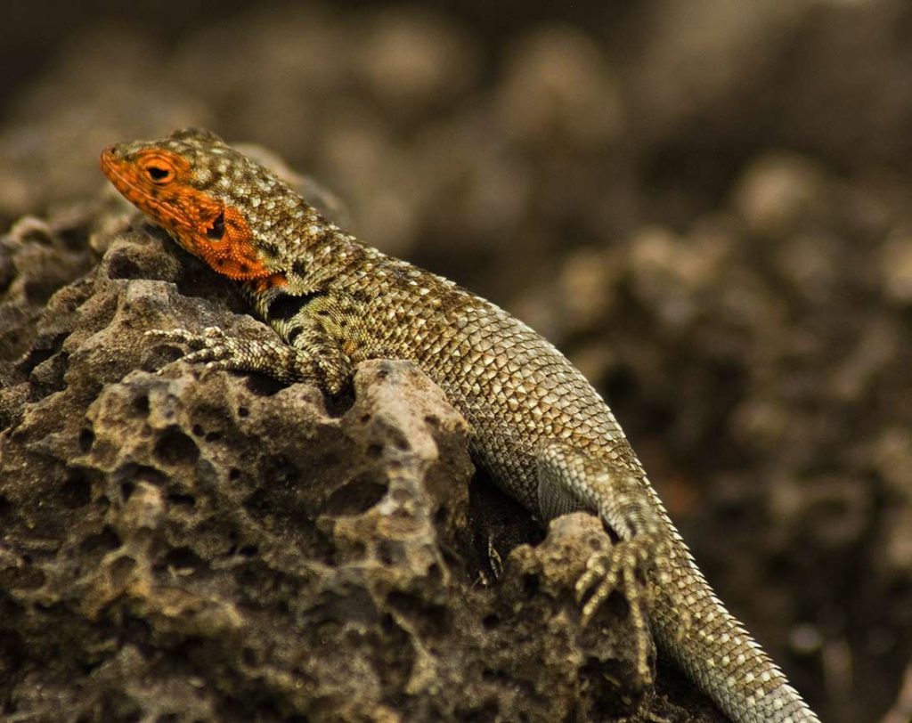 Lagarto de lava | Ilhas Galápagos