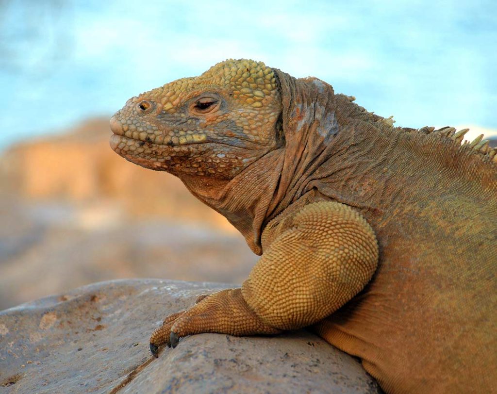 iguana das Galápagos | Ilha de Santa Fe