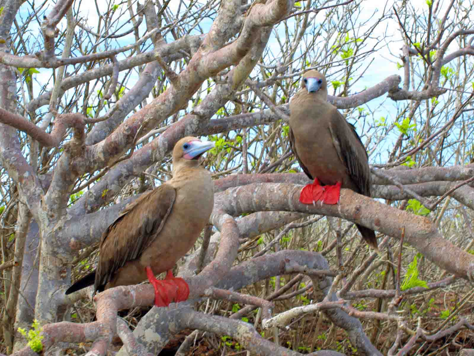 Piquero de patas rojas Galápagos