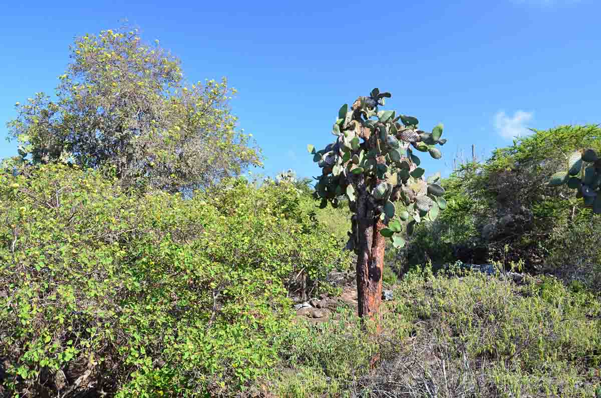 Vegetação | Ilha de Santa Cruz