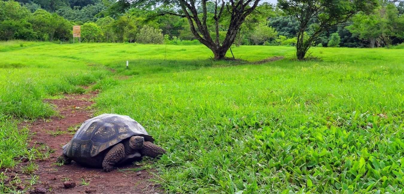 Tartaruga giante das Galápagos