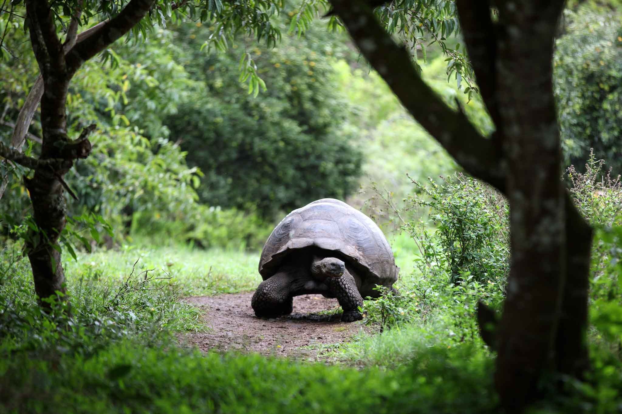 Giant Tortoise | Santa Cruz Island 