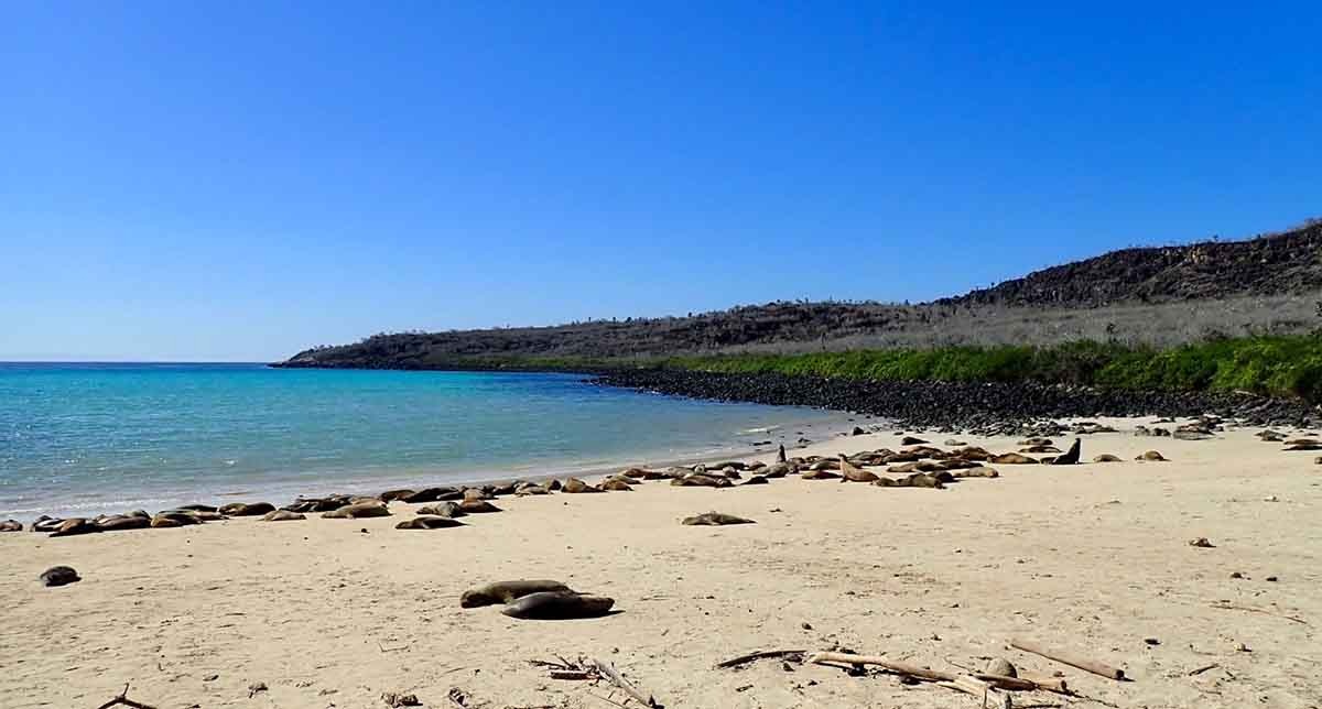 Ilha de Santa Fé | Ilhas Galápagos