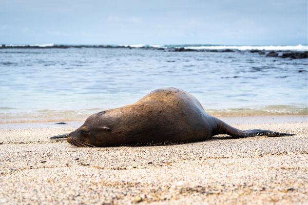 Sea Lion Posing on Playa Loberia Beach