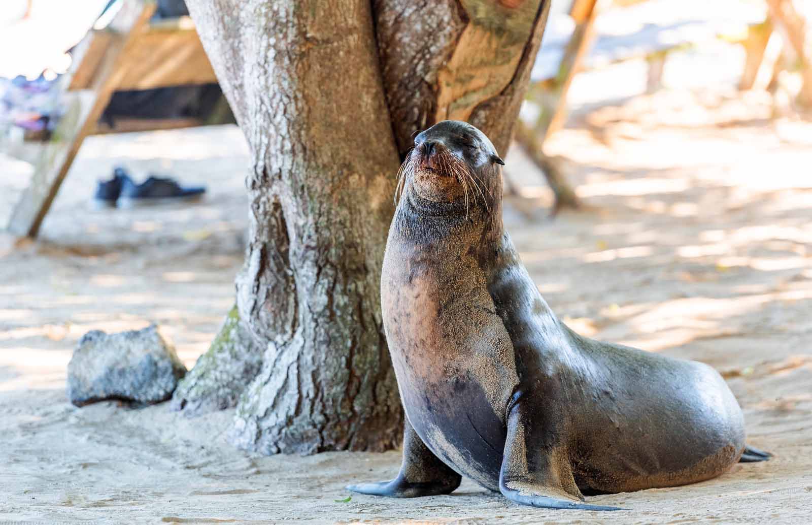 Leão-marinho | Ilha Isabela | Galápagos