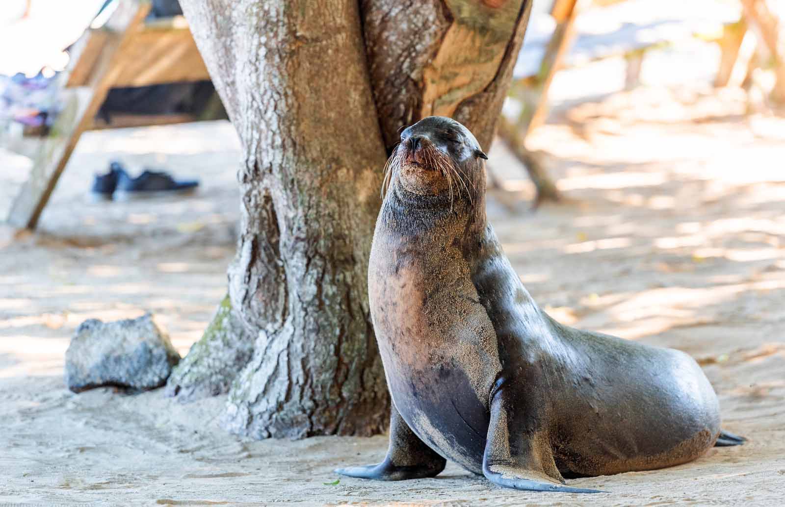 Sea Lion | Isabela Island | Galapagos