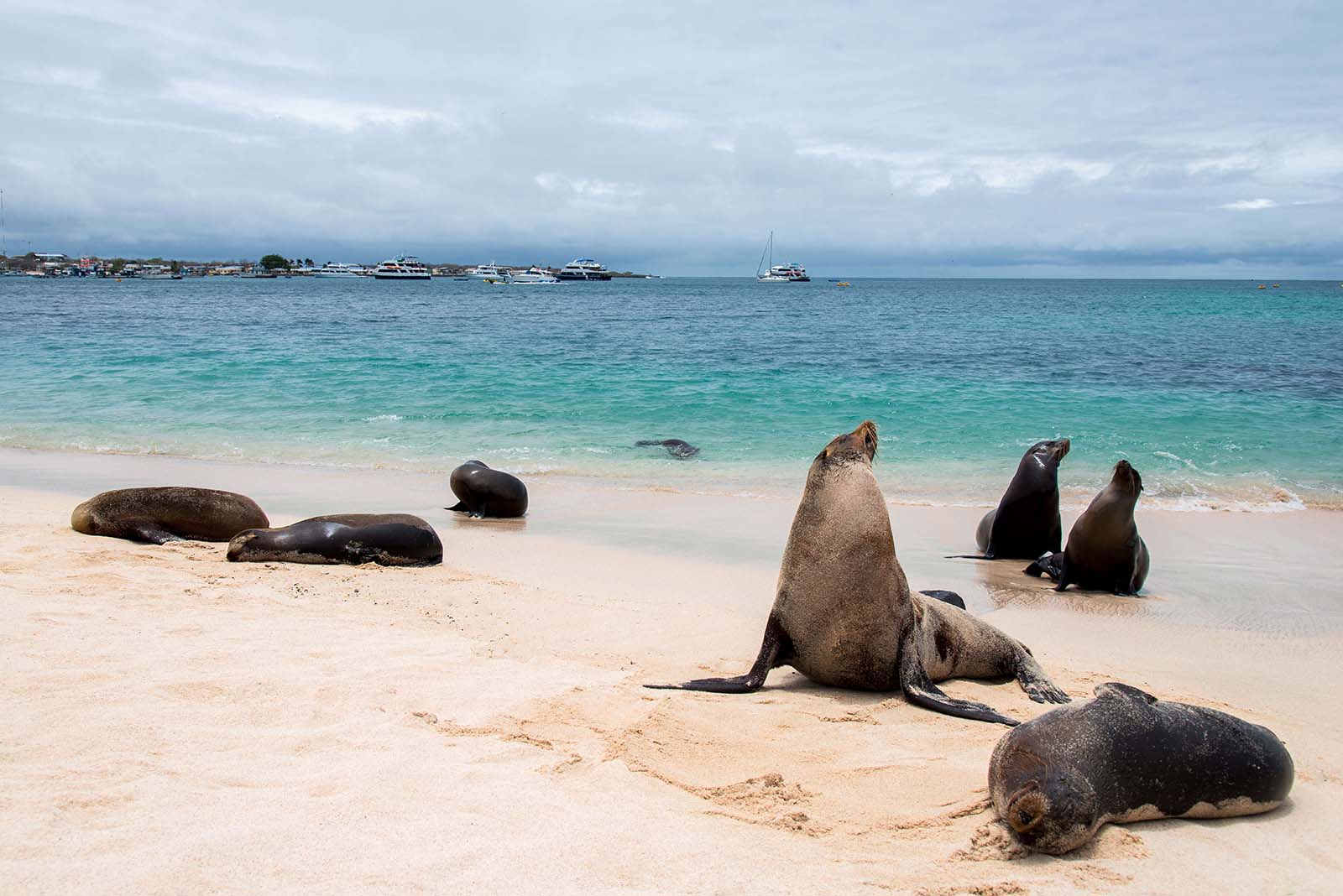 Leões-marinhos | Ilha San Cristobal | Ilhas Galápagos