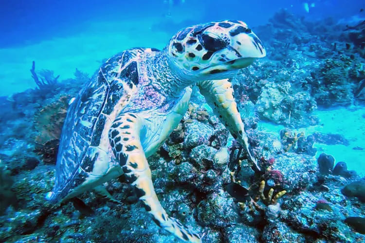 Sea turtle | St. John | U.S. Virgin Islands