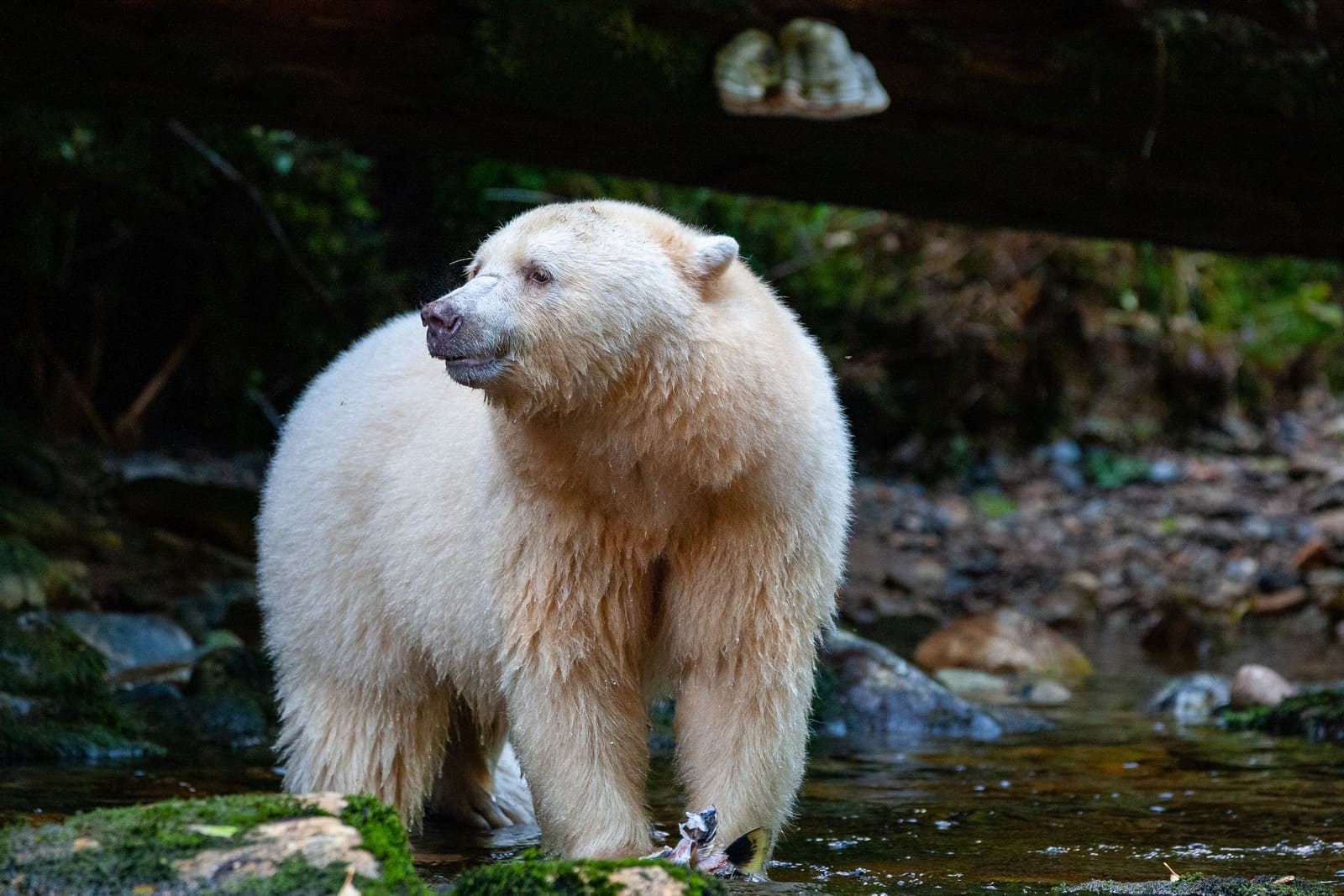 Spirit Bears | British Columbia's