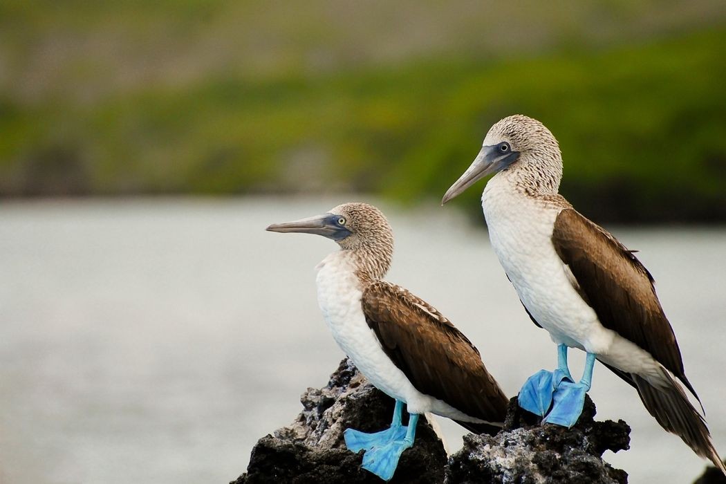 Sula nebouxii Galapagos