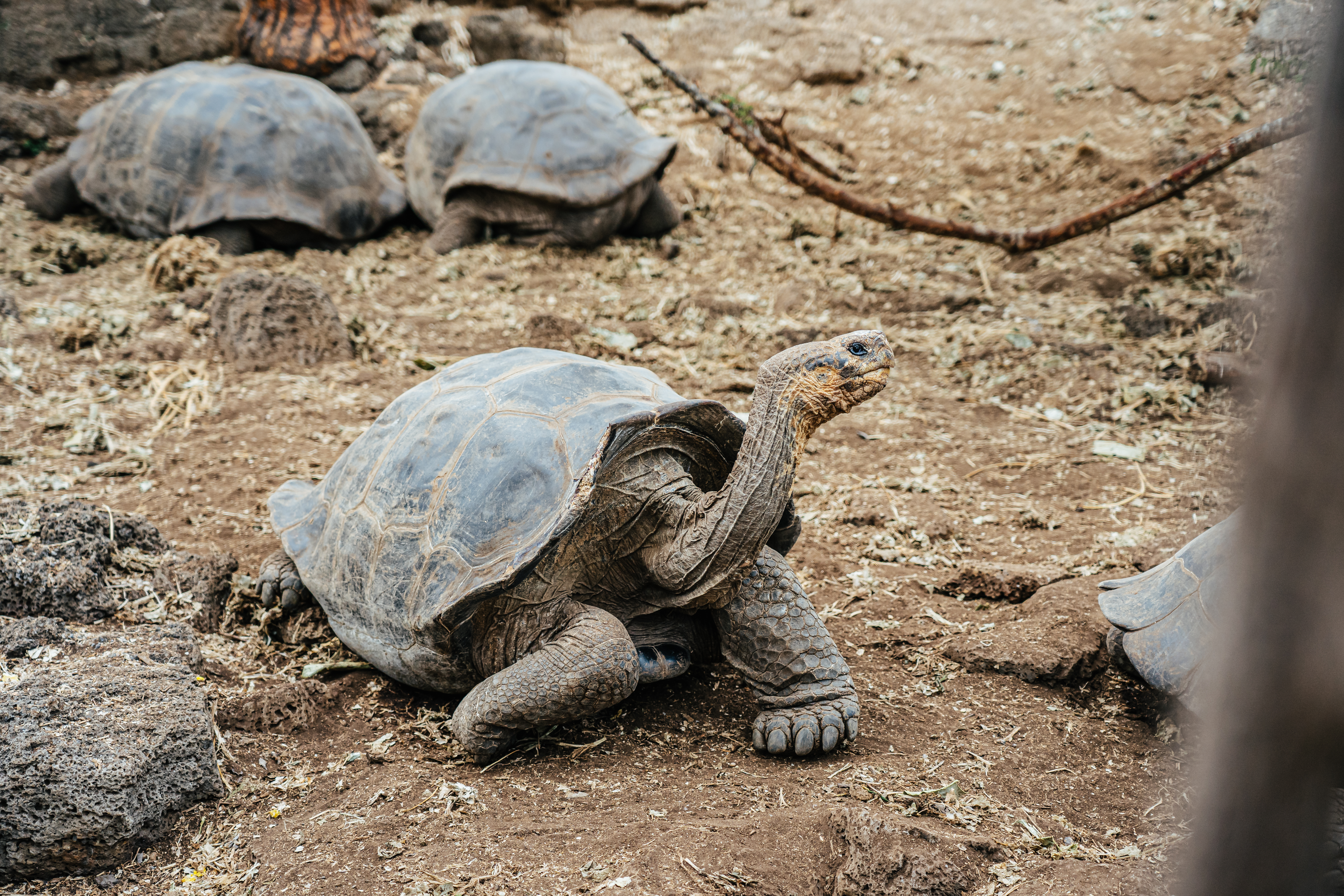 Tortuga gigante de Galápagos