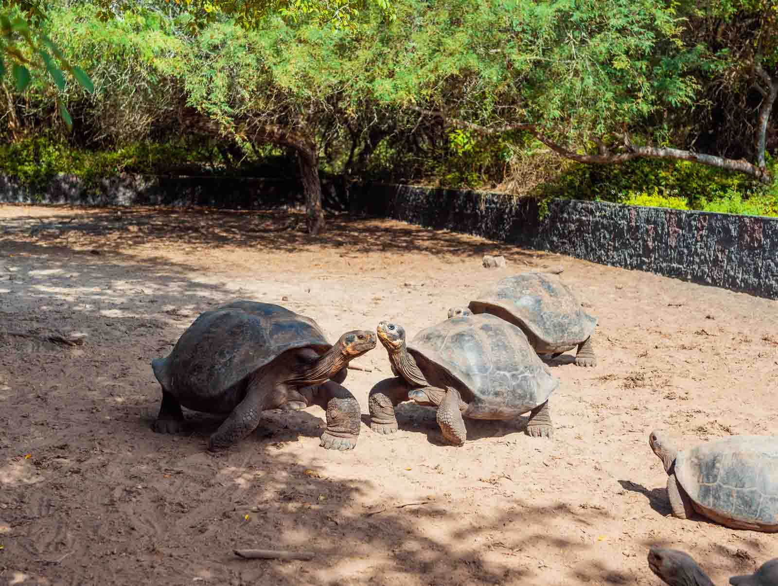 Tortuga Gigante de Galápagos