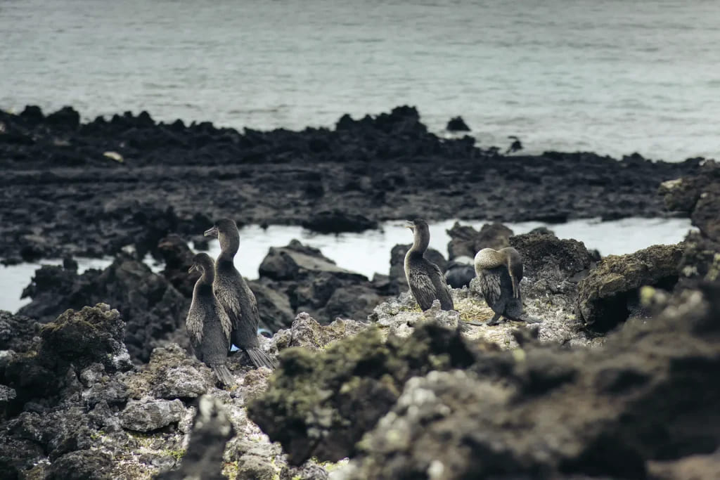 Flightless cormorant | Galapagos