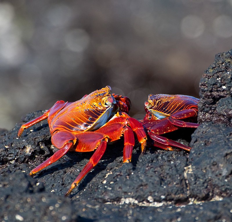 Galapagos sally lightoot crabs