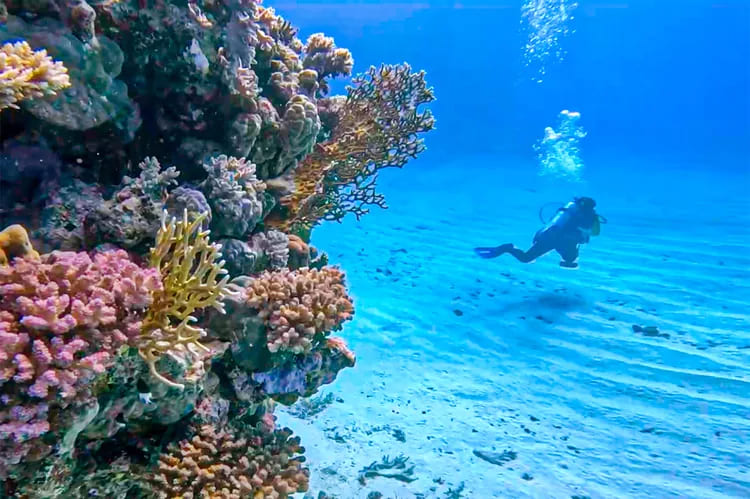 Scuba diving | Ummahat Islands | Saudi Arabia