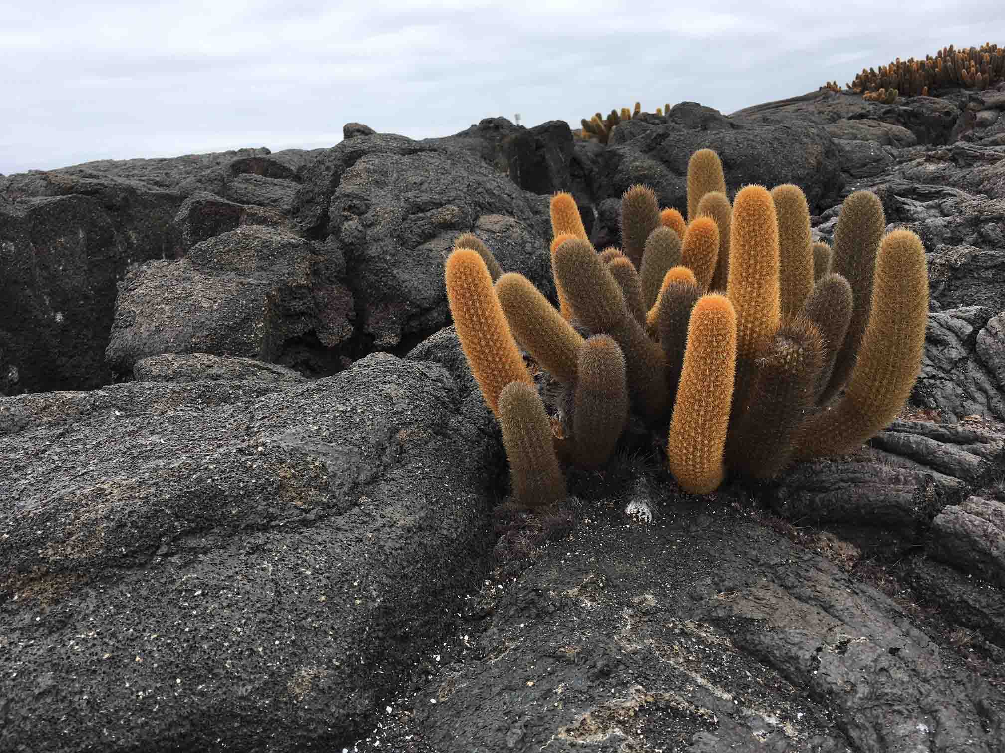Cato de lava | Ilhas Galápagos
