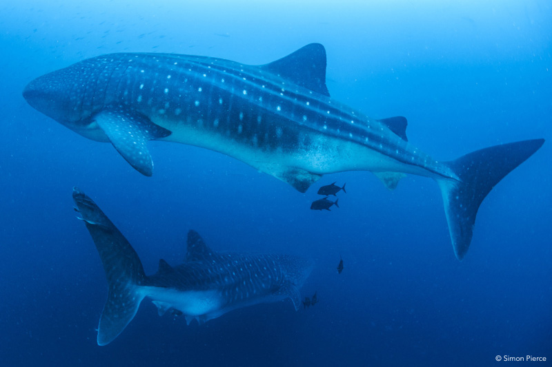 Whale shark