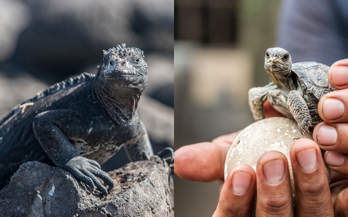 Wildlife | Galapagos