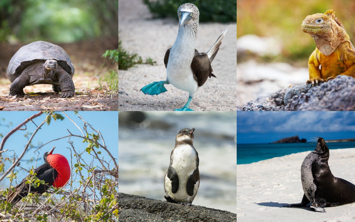 Fauna silvestre - Galápagos - Ecuador