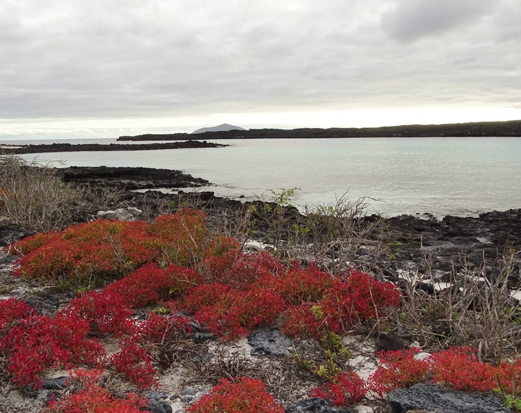 Ilha do Chapéu Chinês | Ilhas Galápagos
