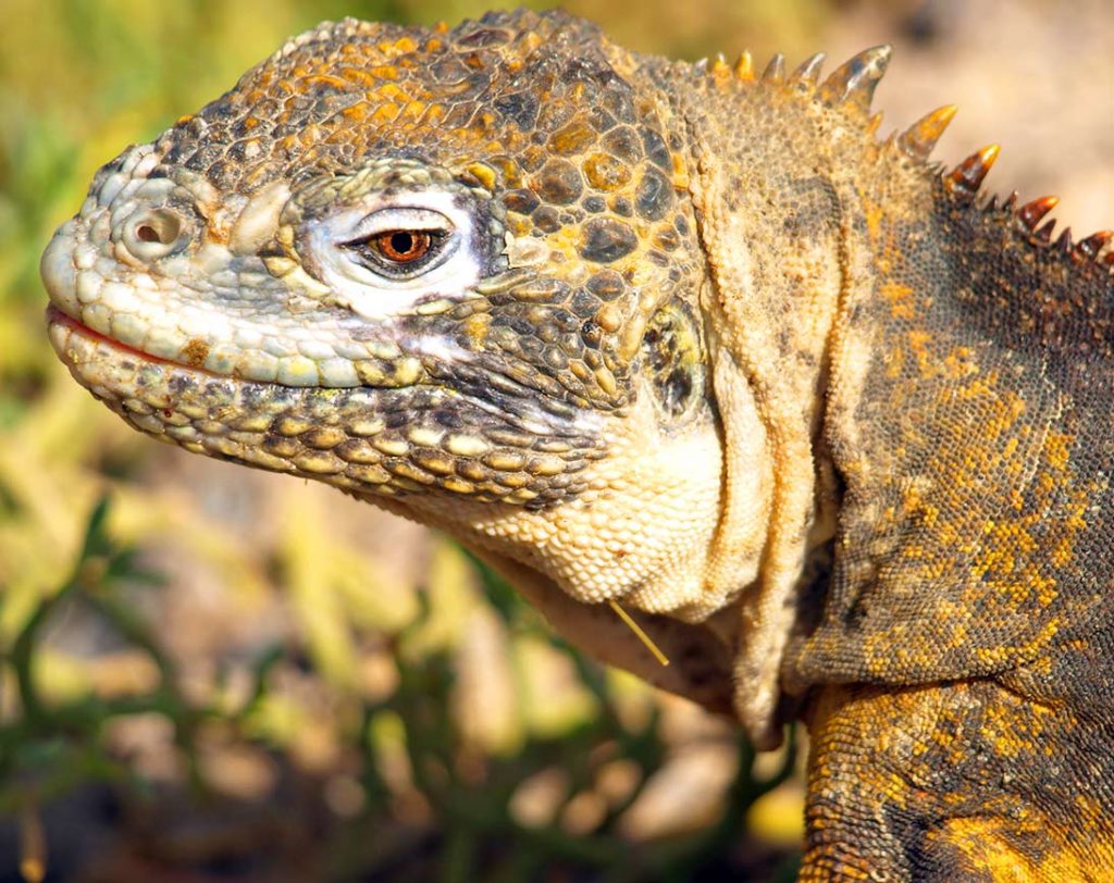 Iguanas terrestres | Ilha de South Plaza | Ilhas Galápagos
