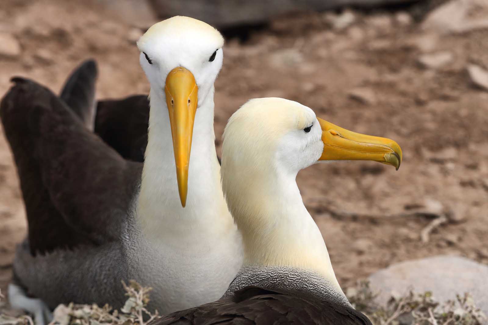 Albatross | Española Island