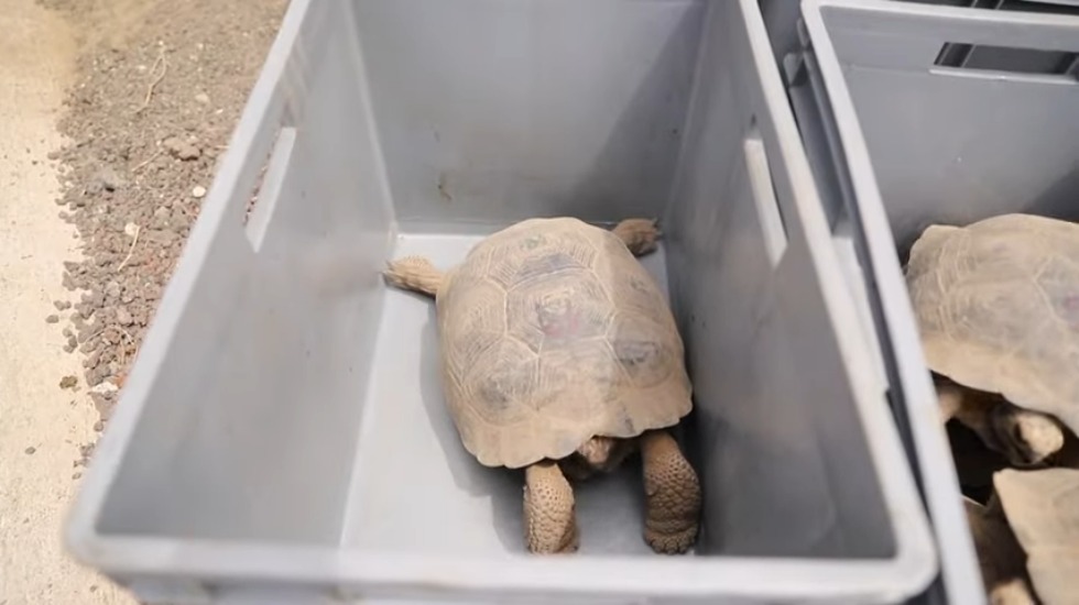 Galapagos baby tortoise