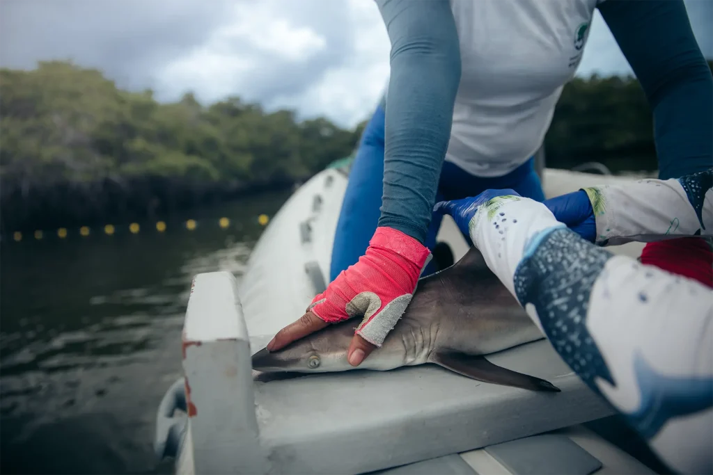 Blacktip shark | Galapagos National Park