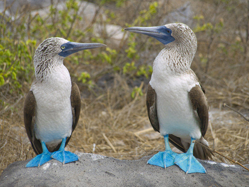 Atobás de pés azuis | Ilhas Galápagos