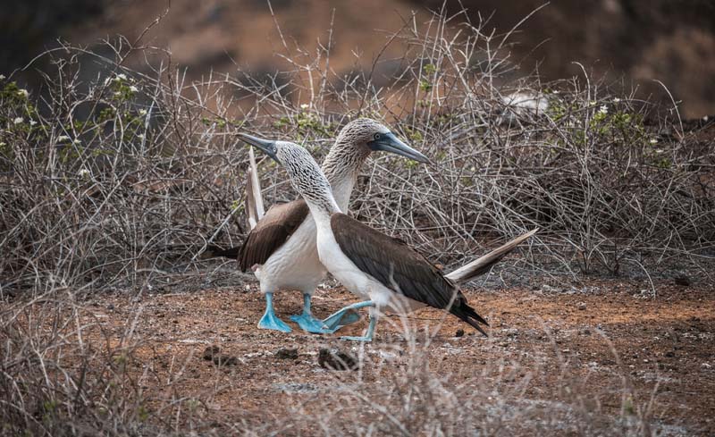 Blue footed boobies | Courtship Dance | Galapagos Islands