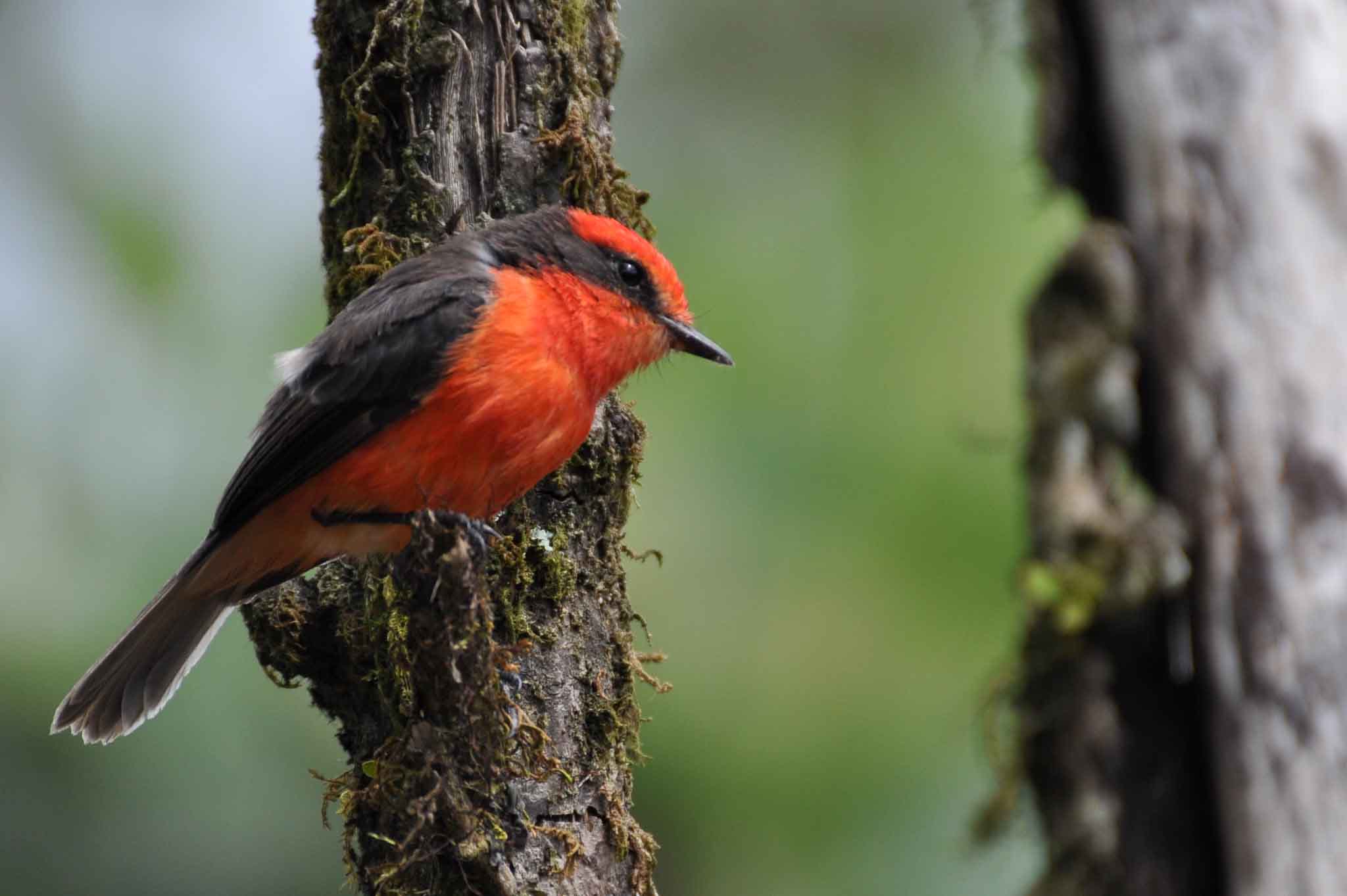 Galapagos Bird