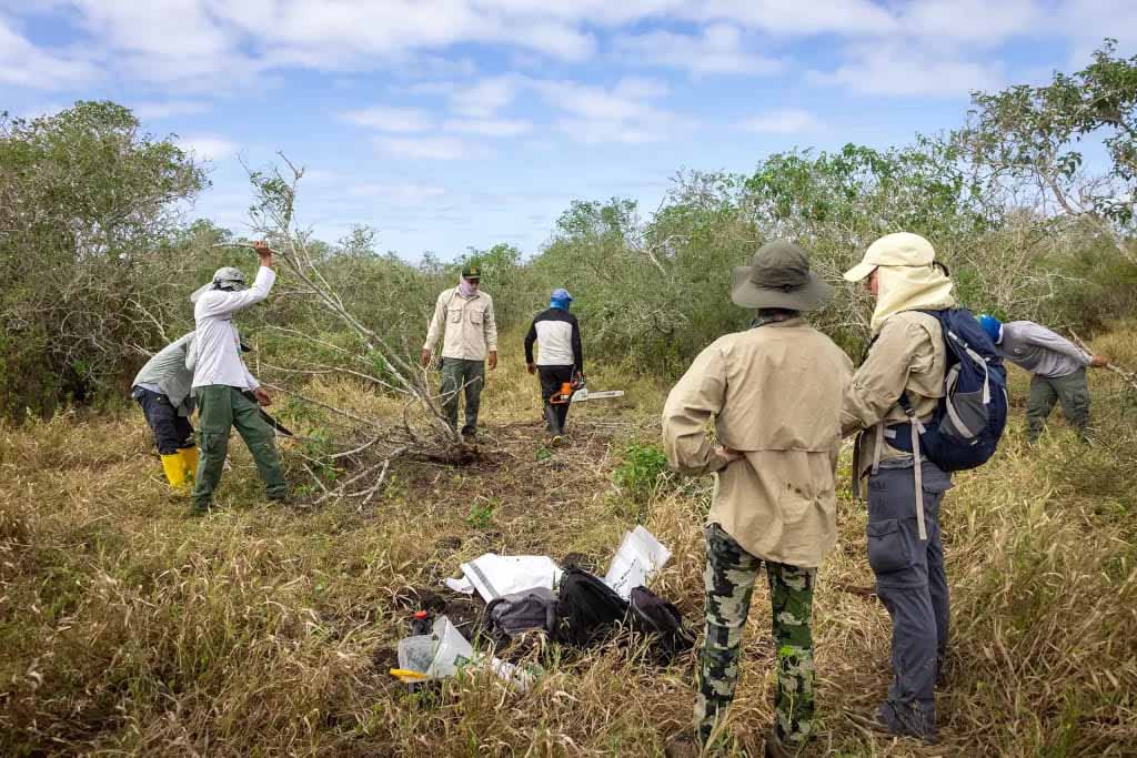 The conservation team is working to remove woody vegetation to facilitate albatross access | Galapagos