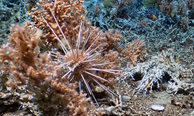 Coral with fossil coral | Galapagos