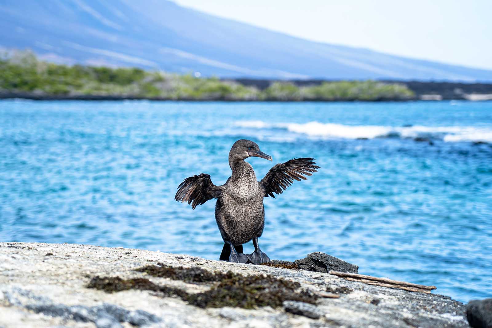 Cormoran no volador Galápagos