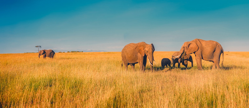 Elephants | Africa