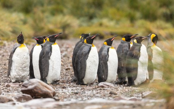 Emperor penguins and stunning ice formations in the Weddell Sea.
