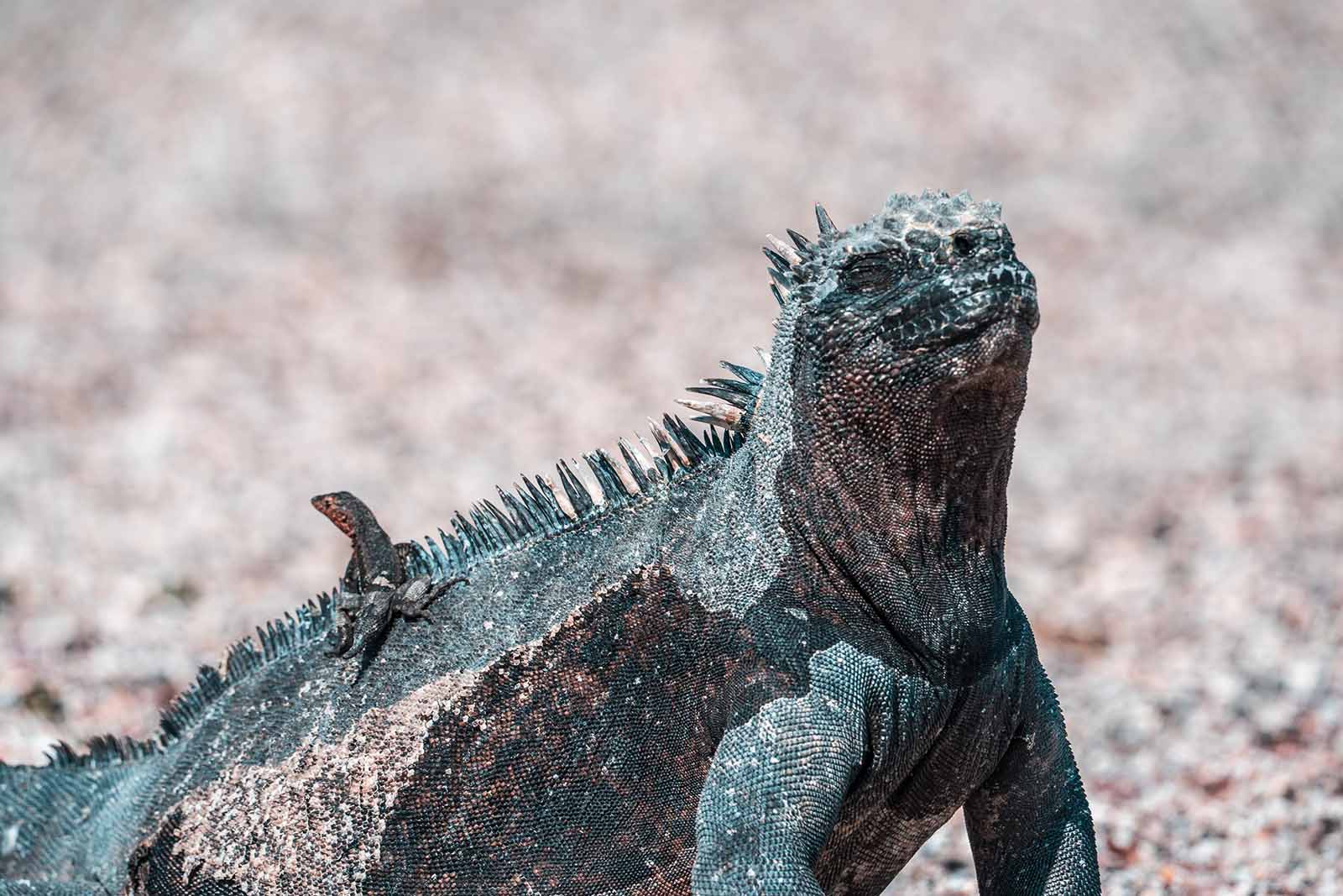 Iguana marinha das Galápagos